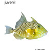 Balistes punctatus Bluespotted Triggerfish