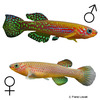 Fundulopanchax gresensi Gresens' Killifish
