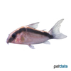 Brochis arcuata Skunk Cory