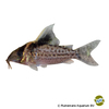 Brochis robustus Robust Cory