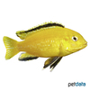 Labidochromis caeruleus 'Yellow' Electric Yellow Cichlid