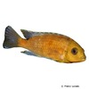 Metriaclima barlowi Barlow's Cichlid