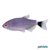Bario sanctaefilomenae Redeye Tetra