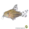 Hoplisoma knaacki Knaacks Cory
