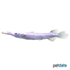 Dermogenys pusilla 'Platinum' Wrestling Halfbeak Platinum