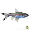 Rasbora trilineata Scissortail Rasbora