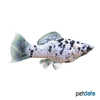 Poecilia latipinna var. Sailfin Molly Dalmatian