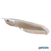 Osteoglossum bicirrhosum Arowana