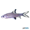 Balantiocheilus melanopterus Tricolor Sharkminnow