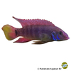Wallaceochromis humilis 'Boffa' Kribensis Boffa