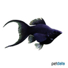 Poecilia latipinna var. Balloon Molly Black Lyretail