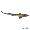Acipenser gueldenstaedtii Russian Sturgeon