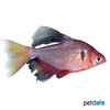 Megalamphodus eques 'Longfin' Serpae Tetra Longfin