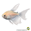 Gymnocorymbus ternetzi 'Albino Longfin' Black Skirt Tetra Albino Longfin