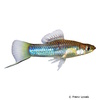 Xiphophorus multilineatus Striped Swordtail