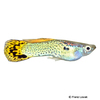 Poecilia wingei 'Leopard' Endler's Guppy Leopard