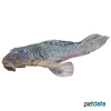 Pseudancistrus sp. 'L056' Black Gudgeon Pleco L56