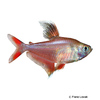 Megalamphodus rosaceus 'White Fin' White Fin Rosy Tetra