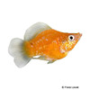 Poecilia latipinna var. Balloon Molly Gold Dust
