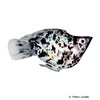 Poecilia latipinna var. Balloon Molly Marble