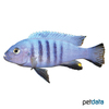 Metriaclima pulpican Likoma Blue Frost