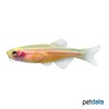 Danio rerio 'Gold' Zebra Danio Gold