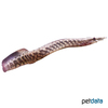 Mastacembelus frenatus Longtail Spiny Eel