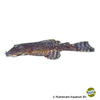 Ancistrus sp. 'Rio Paraguay' Rio Paraguay Bristlenose