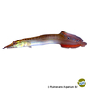 Macrognathus aculeatus 'Red Fin' Lesser Spiny Eel Red Fin