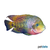 Vieja melanurus Redhead Cichlid