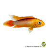 Apistogramma agassizii 'Fire Red' Agassiz's Dwarf Cichlid Fire Red