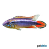 Apistogramma agassizii 'Red' Agassiz's Dwarf Cichlid Red