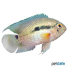 Cichlasoma portalegrense Red Port Acara