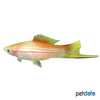 Xiphophorus hellerii var. Swordtail Pineapple