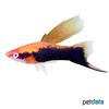 Xiphophorus hellerii var. Swordtail Tuxedo Red Highfin