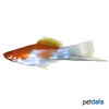 Xiphophorus hellerii var. Swordtail Kohaku