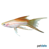 Xiphophorus hellerii var. Swordtail Pineapple Lyre