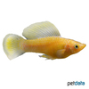 Poecilia latipinna var. Sailfin Molly Gold