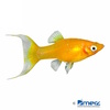 Poecilia sphenops var. Molly Gold Dust Lyretail