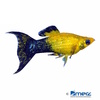 Poecilia sphenops var. Molly Tuxedo Gold Lyretail