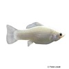Poecilia latipinna var. Sailfin Molly Silver