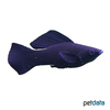 Poecilia velifera var. Giant Sailfin Molly Black