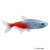 Paracheirodon innesi 'Diamond Head' Neon Tetra Blue Diamond Head