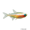 Paracheirodon innesi 'Mon Cheri' Neon Tetra Mon Cheri