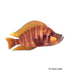 Altolamprologus compressiceps 'Red' Compressed Cichlid Red
