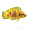 Altolamprologus compressiceps 'Gold' Compressed Cichlid Gold