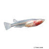 Oryzias latipes 'Albino' Japanese Ricefish Albino