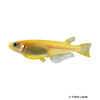 Oryzias latipes 'Gold' Japanese Ricefish Gold