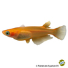Oryzias latipes 'Orange' Japanese Ricefish Orange