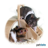 Mesocricetus auratus 'Bicolor' Bicolor Golden Hamster